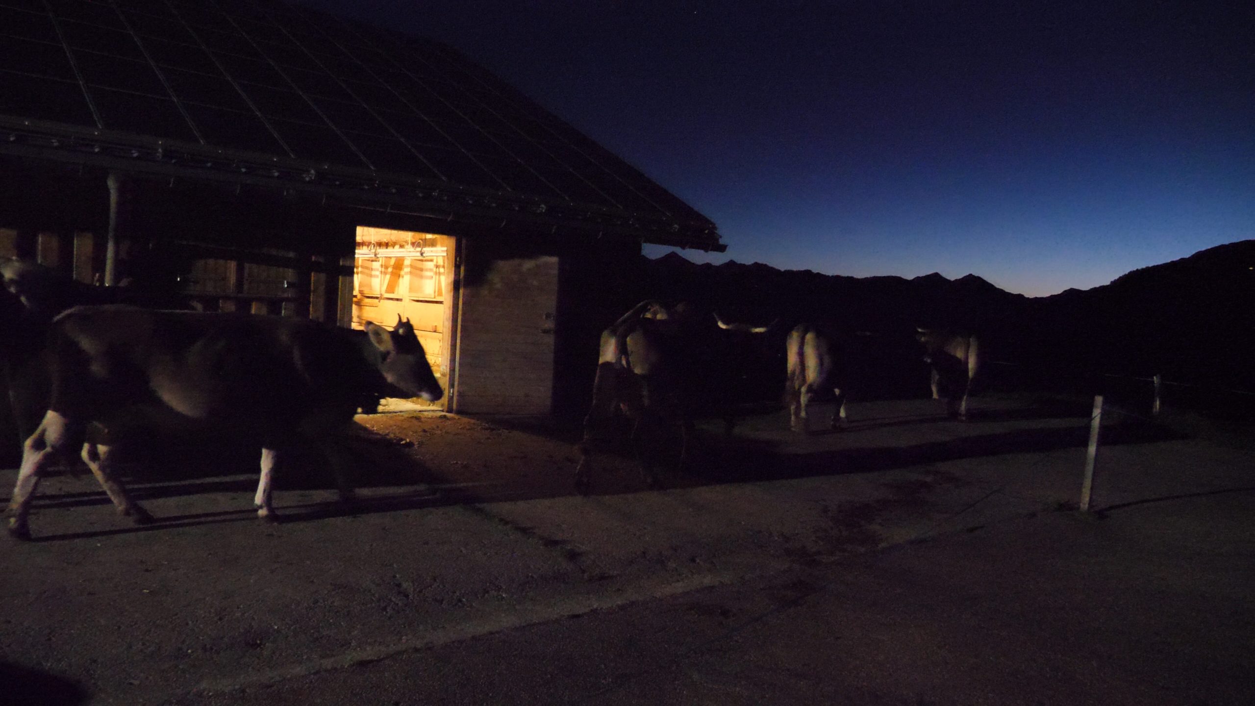 P1211454.MP4_snapshot_03.42_[2020.12.30_04.25.21]