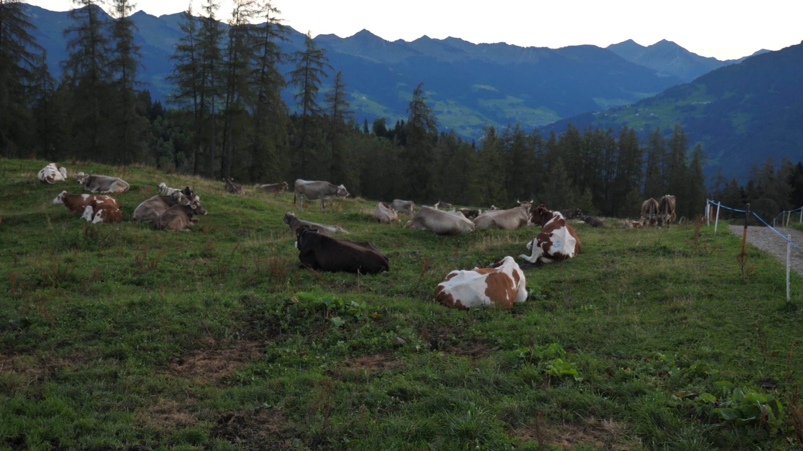 P1211458.MP4_snapshot_13.55_[2020.12.30_04.32.01]