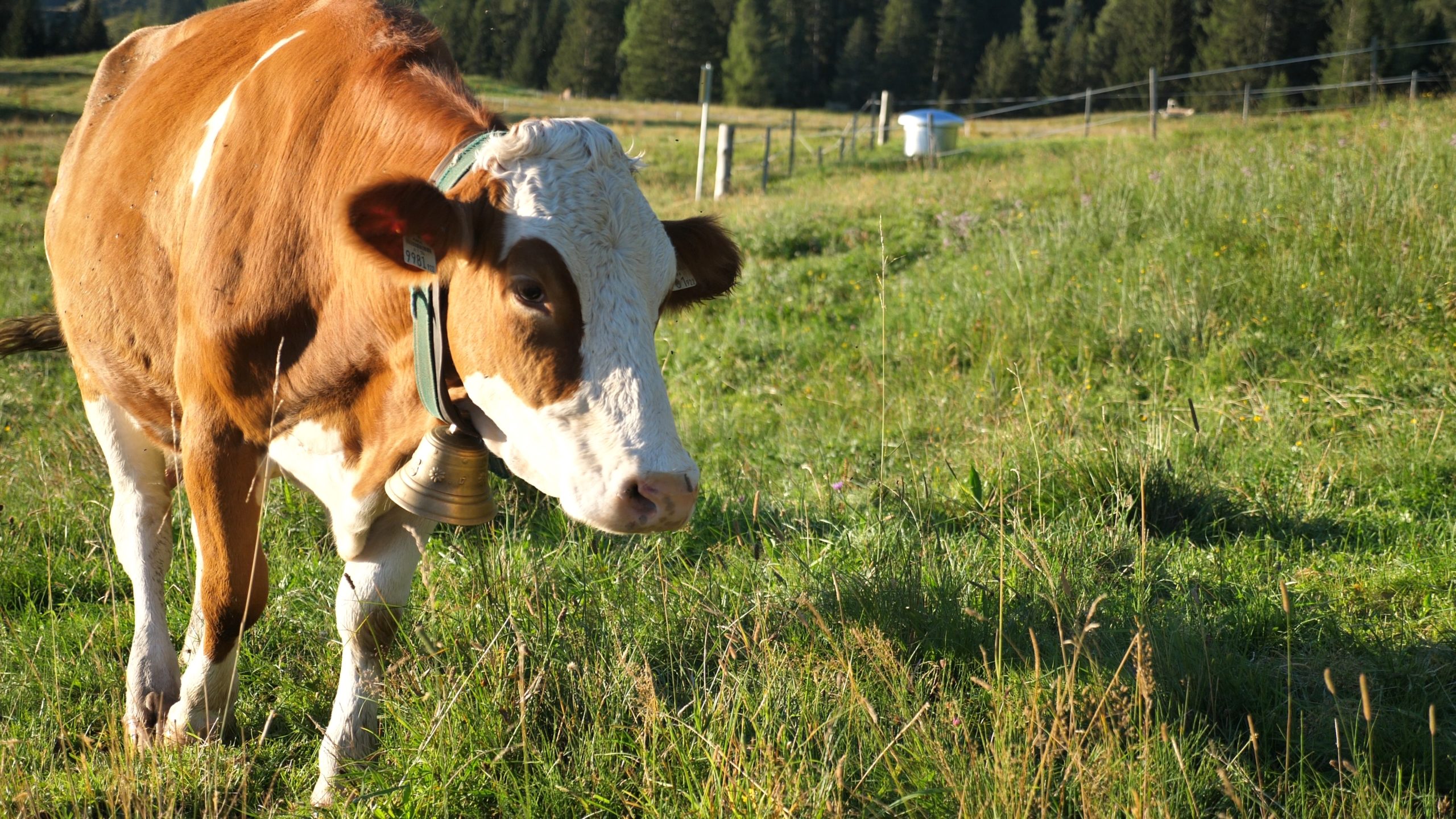 P1211460.MP4_snapshot_26.57_[2020.12.30_04.34.16]