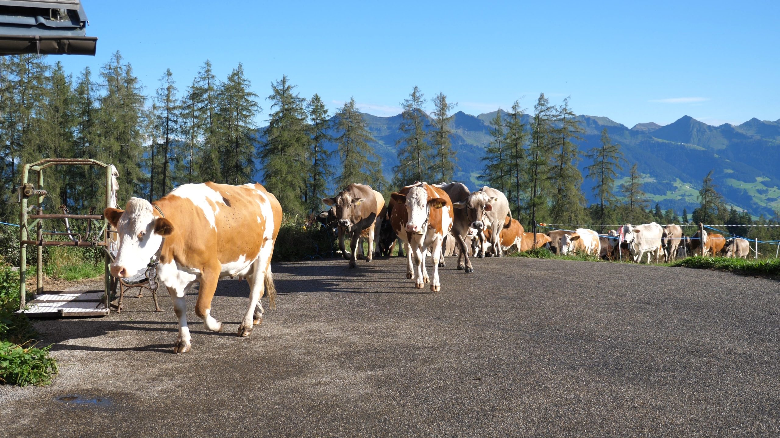 P1211463.MP4_snapshot_00.40_[2020.12.30_04.41.05]