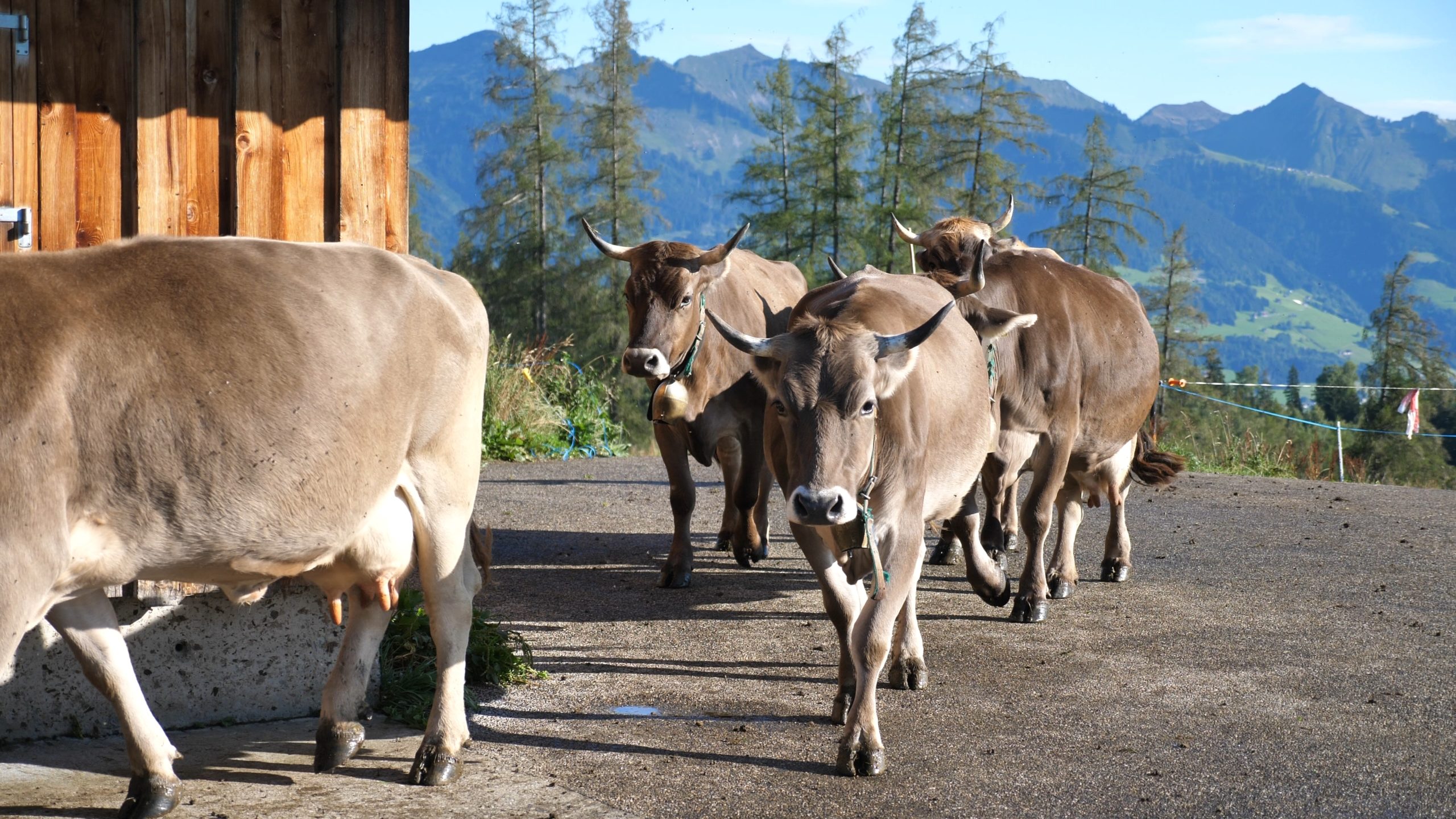 P1211463.MP4_snapshot_04.05_[2020.12.30_04.41.58]